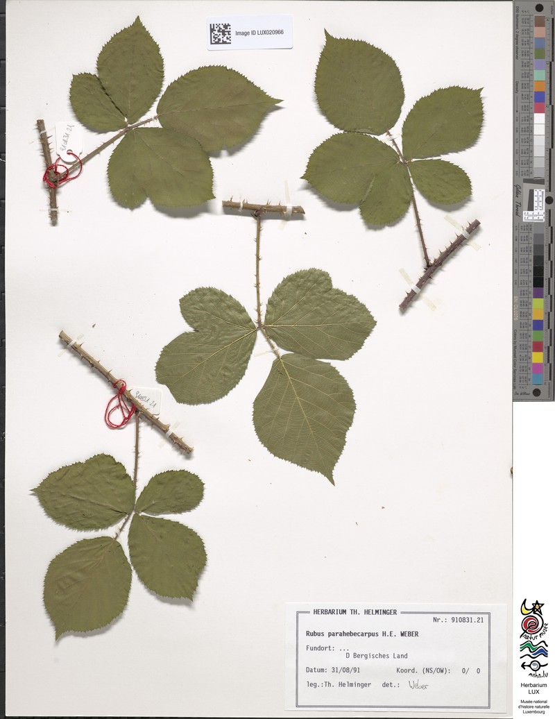 Rubus grandiflorus photo 4