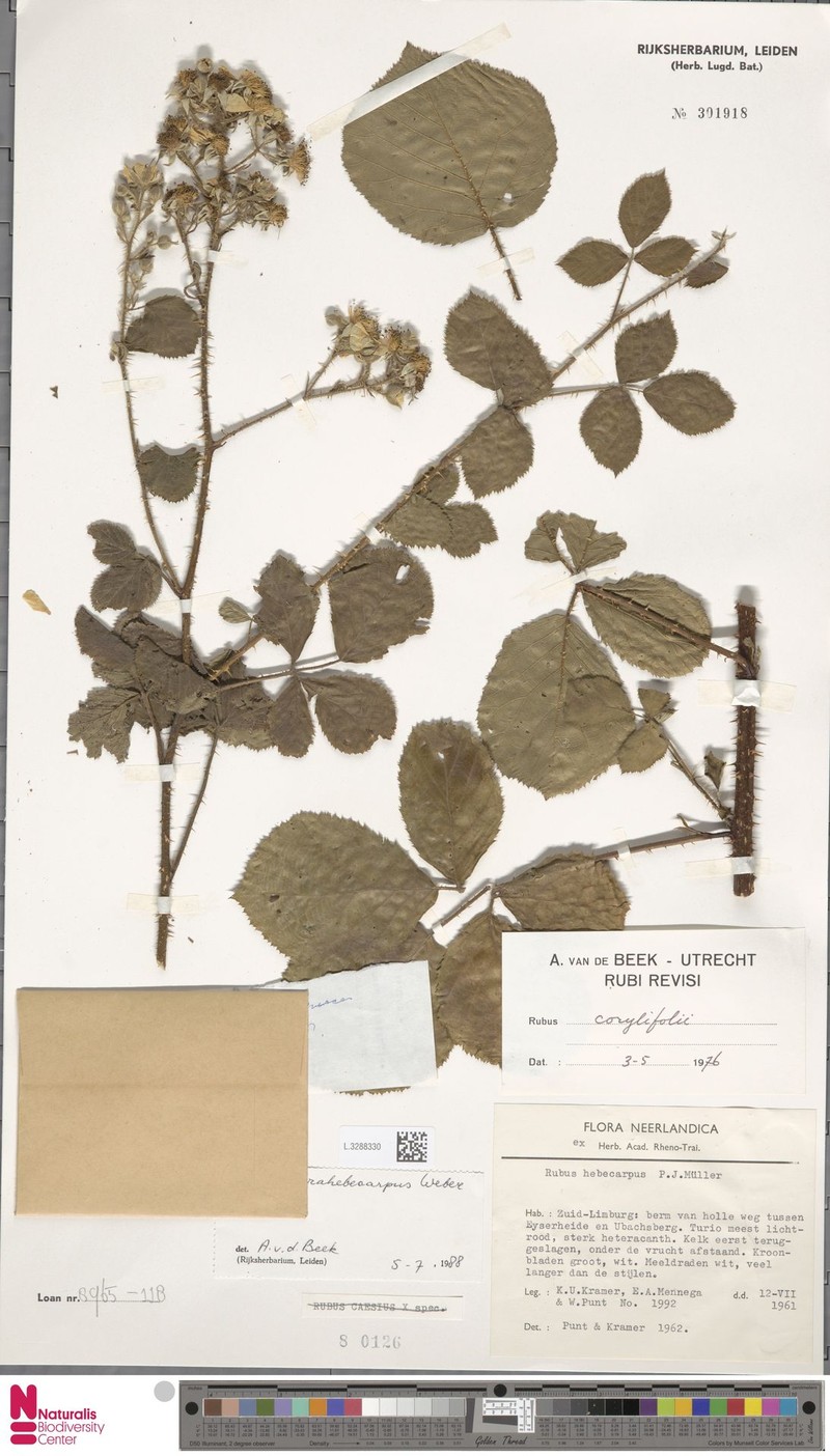 Rubus grandiflorus photo 5