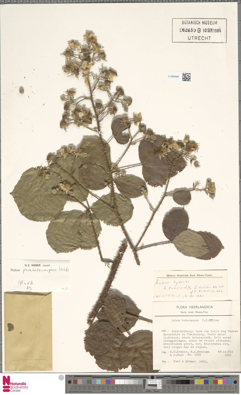 Rubus grandiflorus photo 6