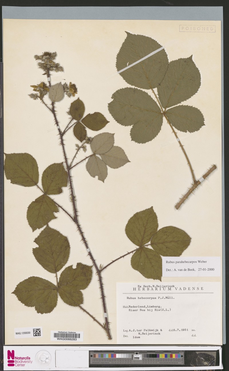 Rubus grandiflorus photo 7