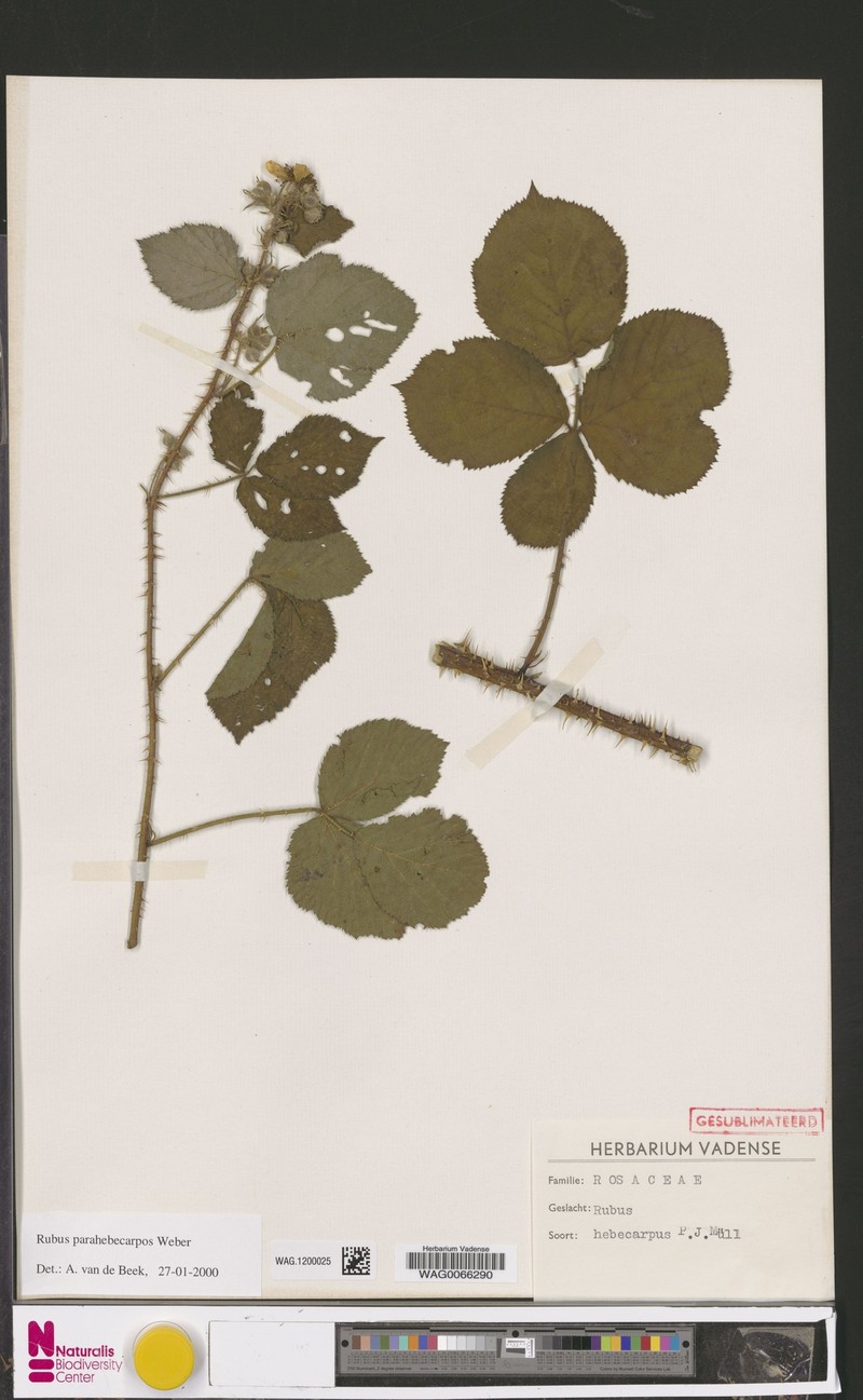 Rubus grandiflorus photo 8