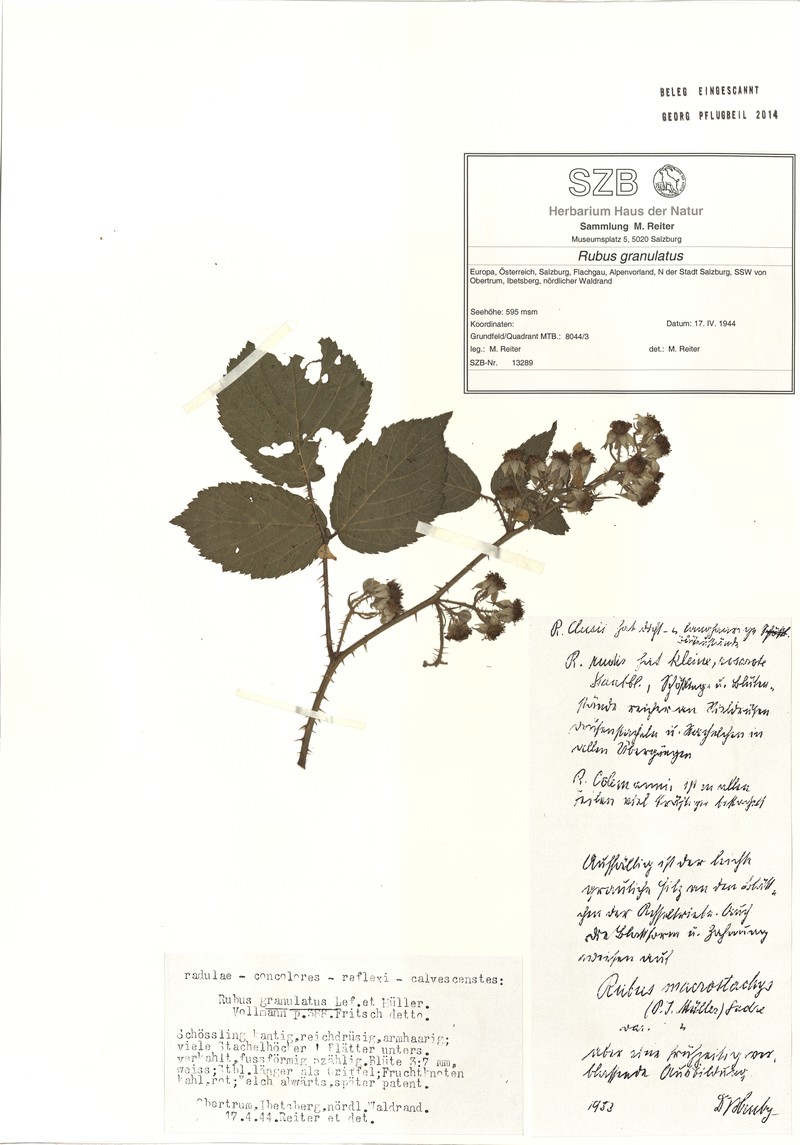 Rubus granulatus