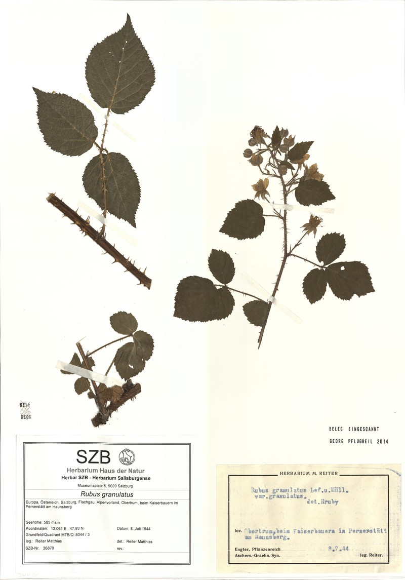 Rubus granulatus photo 3