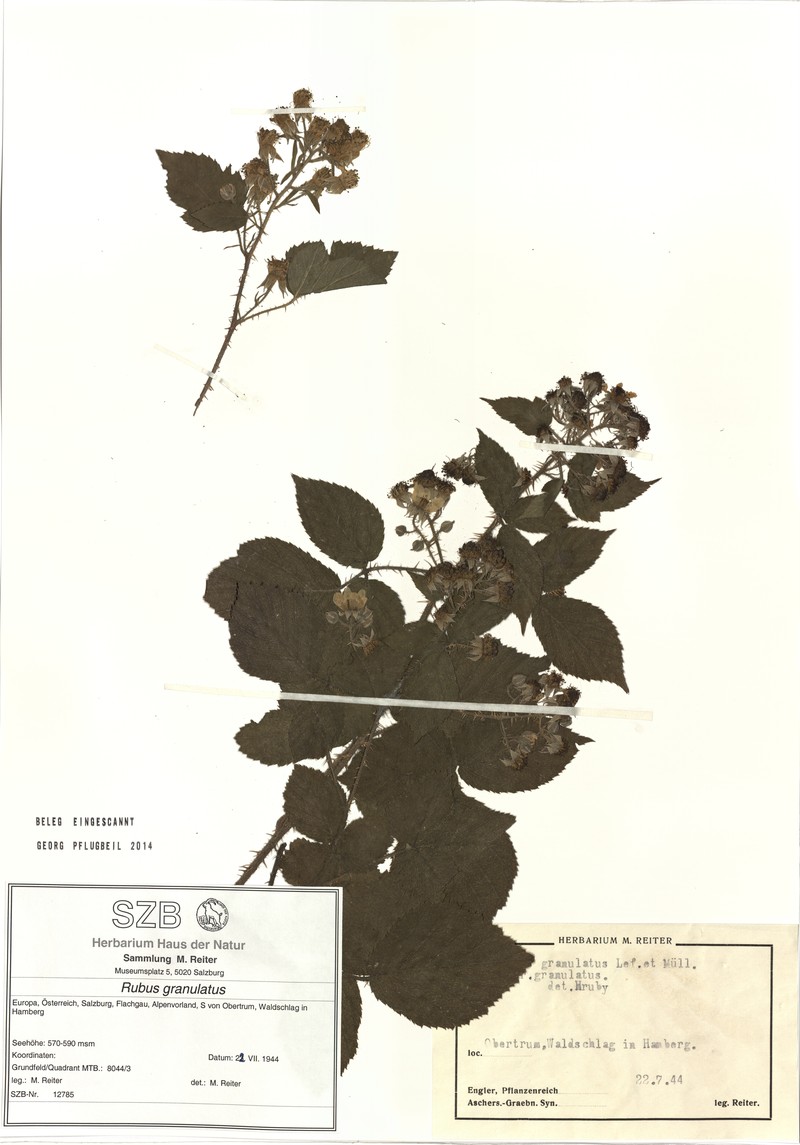 Rubus granulatus photo 4