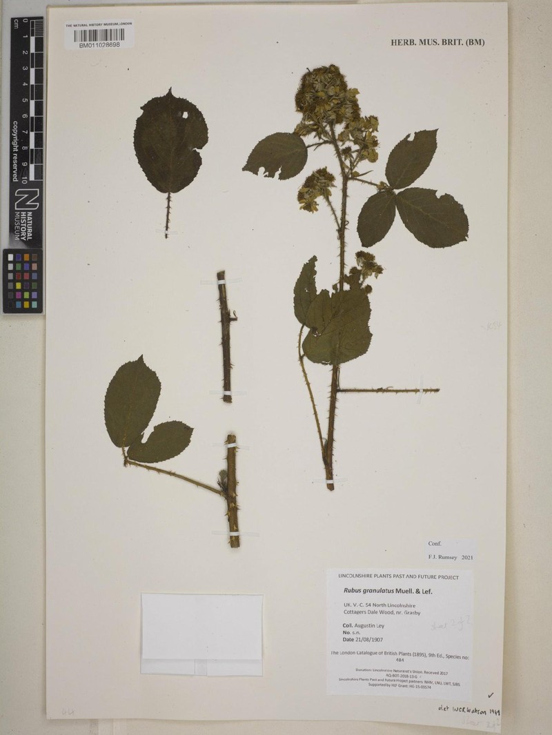 Rubus granulatus photo 5