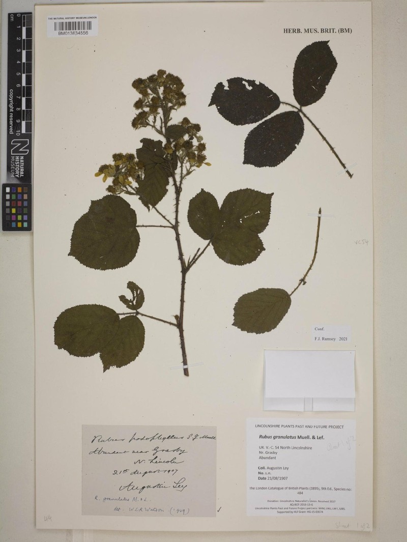 Rubus granulatus photo 7