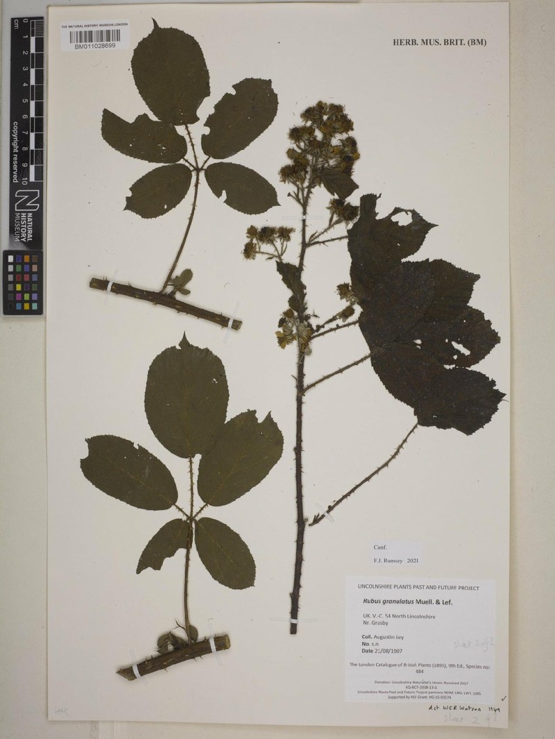 Rubus granulatus photo 8