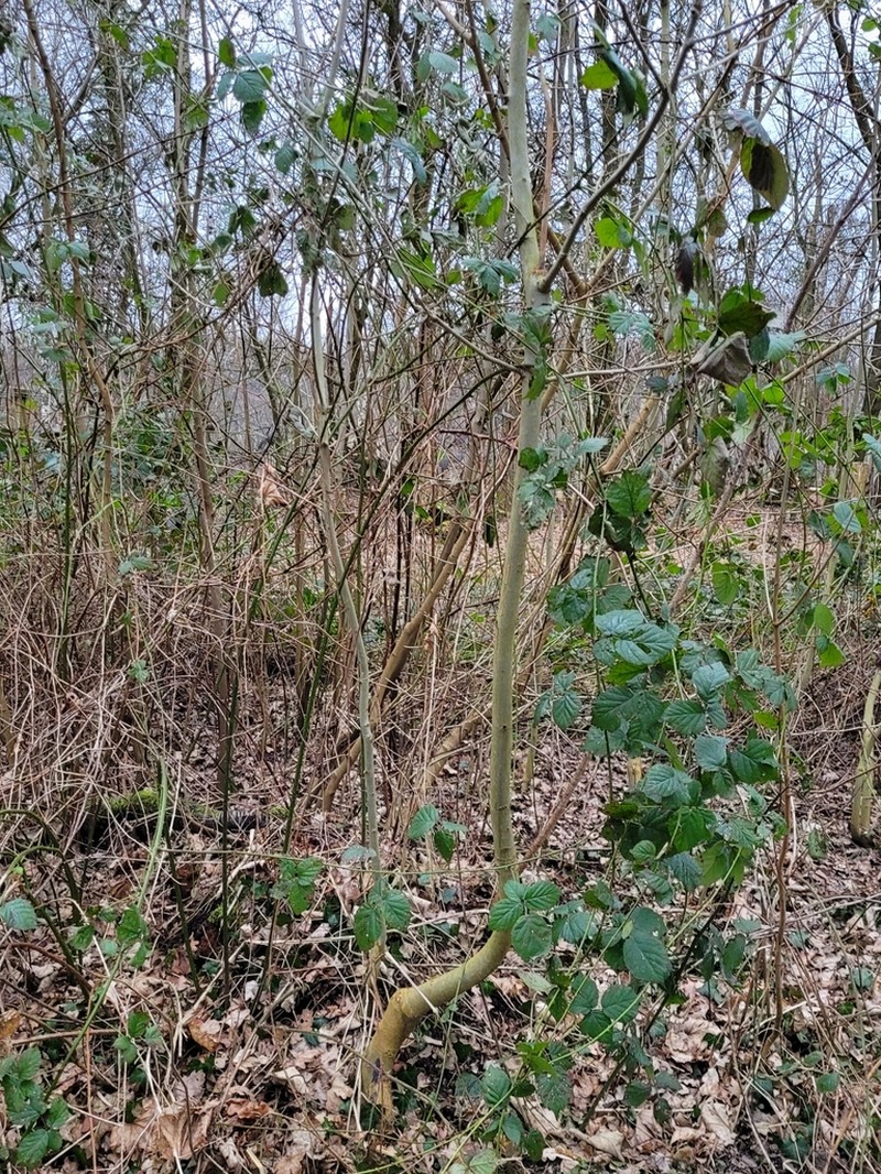 Rubus gratus