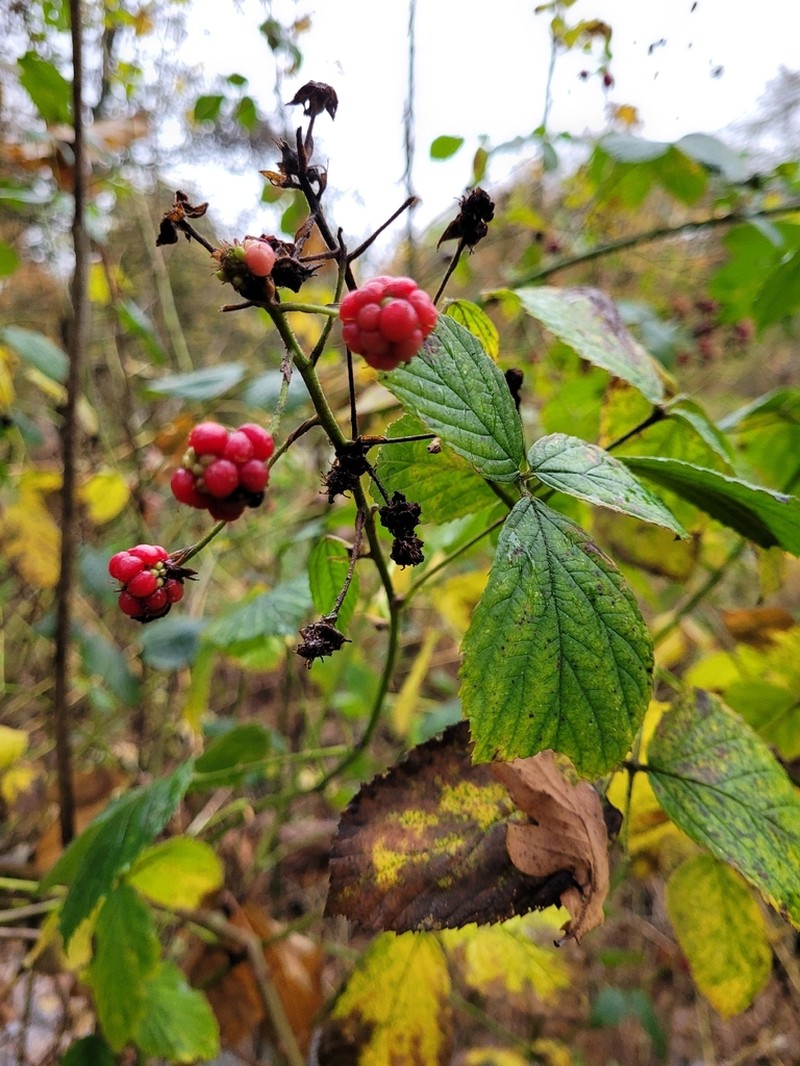 Rubus gratus photo 2