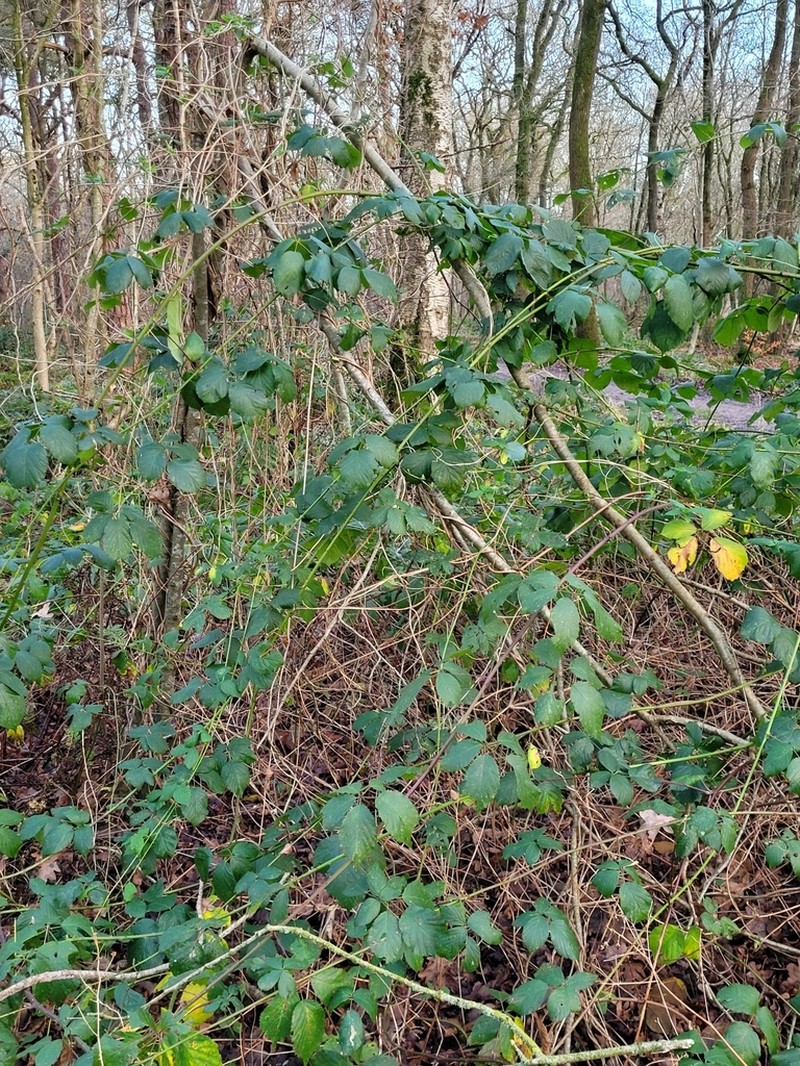 Rubus gratus photo 3