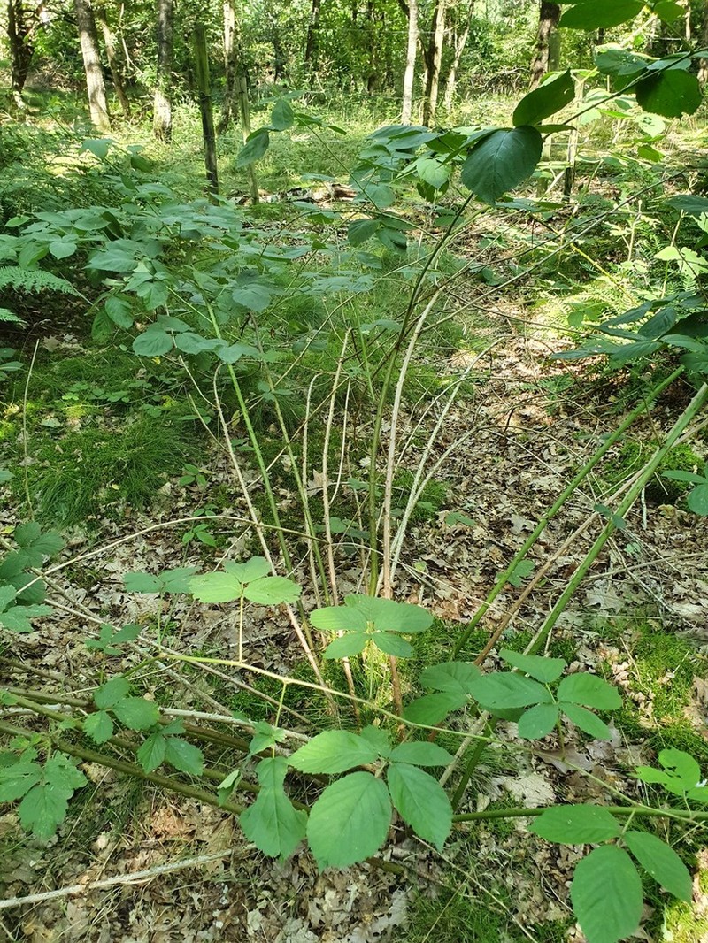 Rubus gratus photo 4