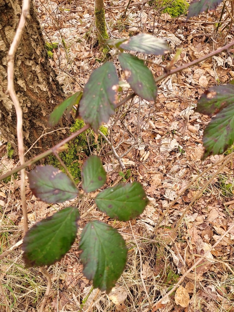Rubus gratus photo 5