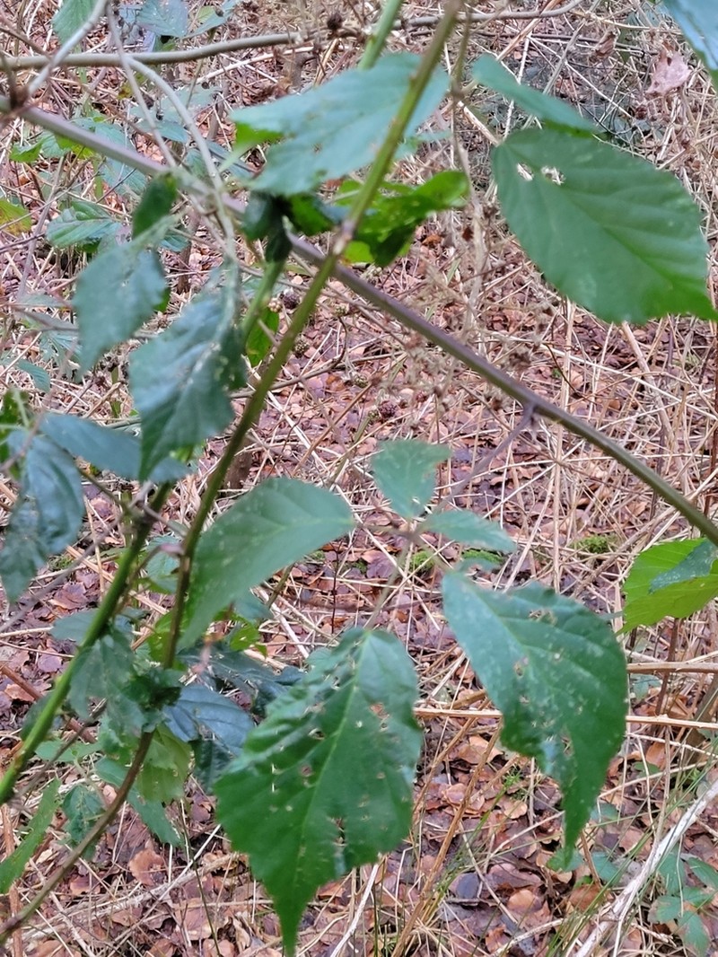 Rubus gratus photo 6