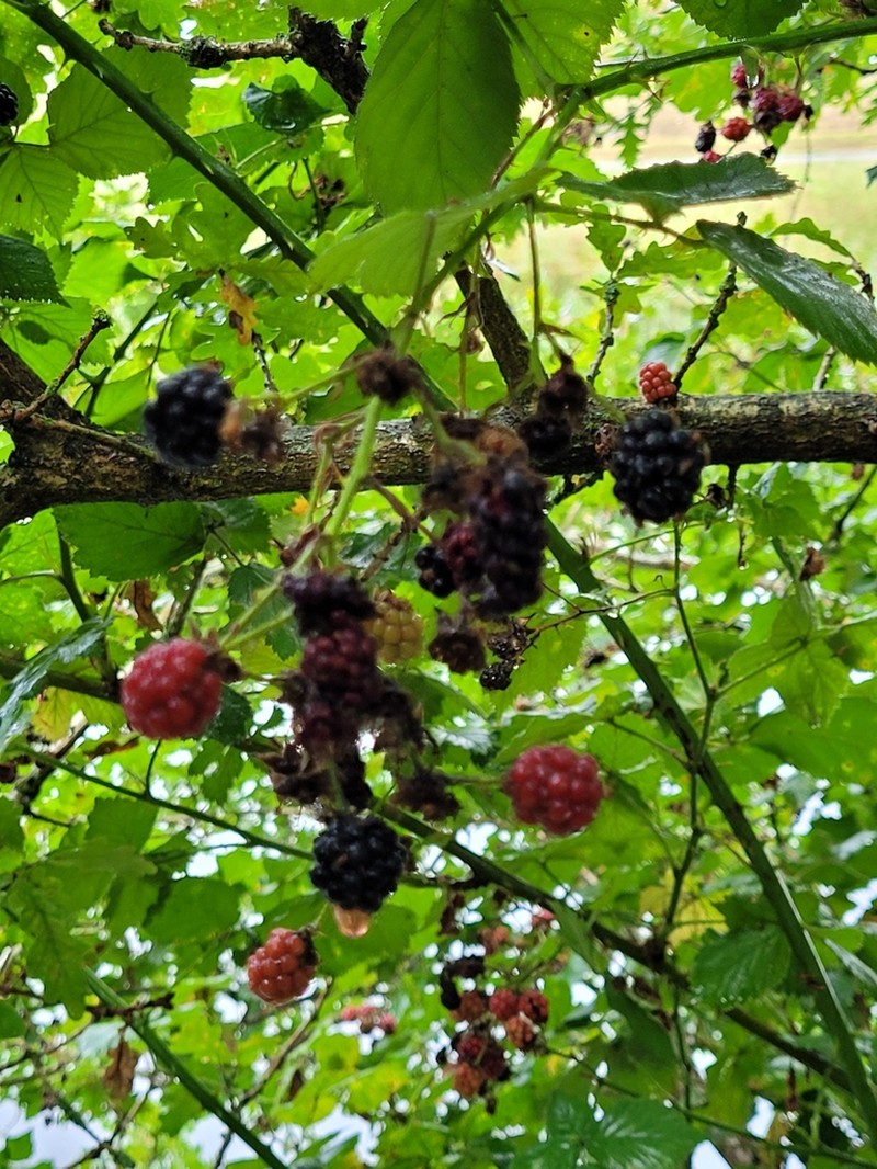 Rubus gratus photo 7