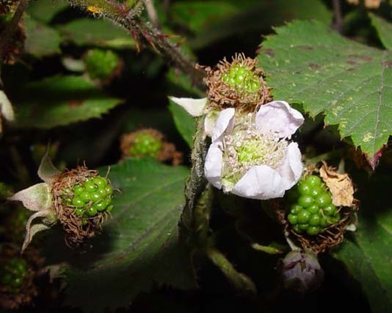 Rubus gratus photo 8