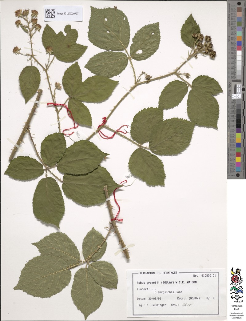 Rubus gravetii