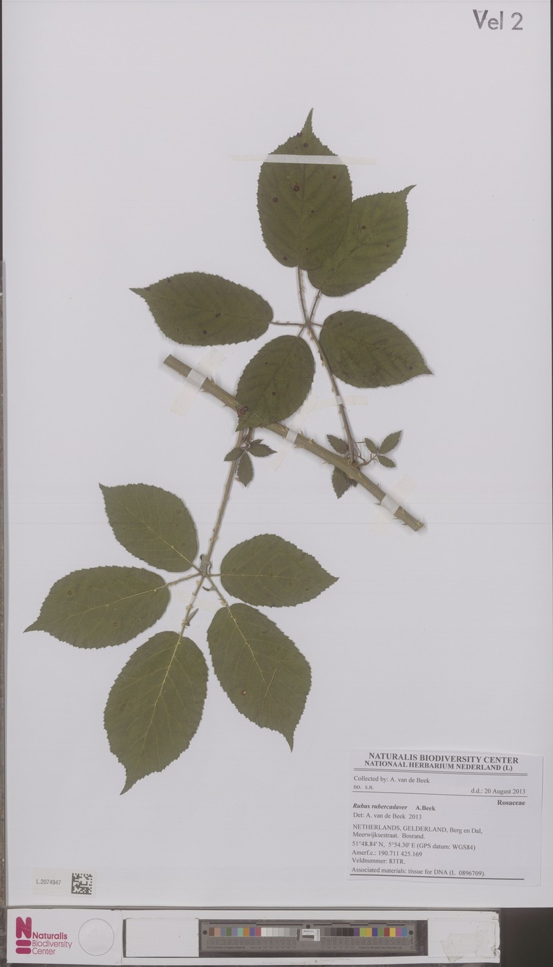 Rubus gravetii photo 2