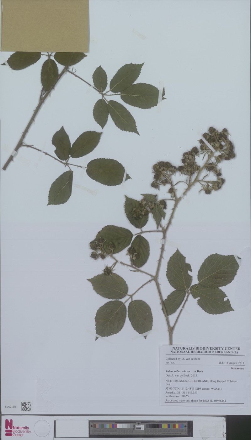 Rubus gravetii photo 3