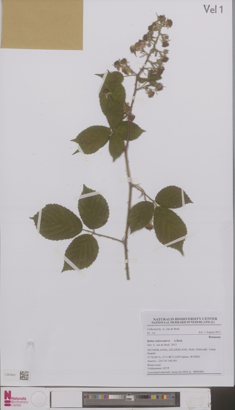 Rubus gravetii photo 4