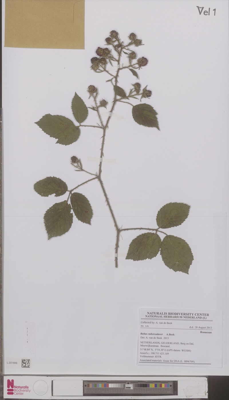 Rubus gravetii photo 5
