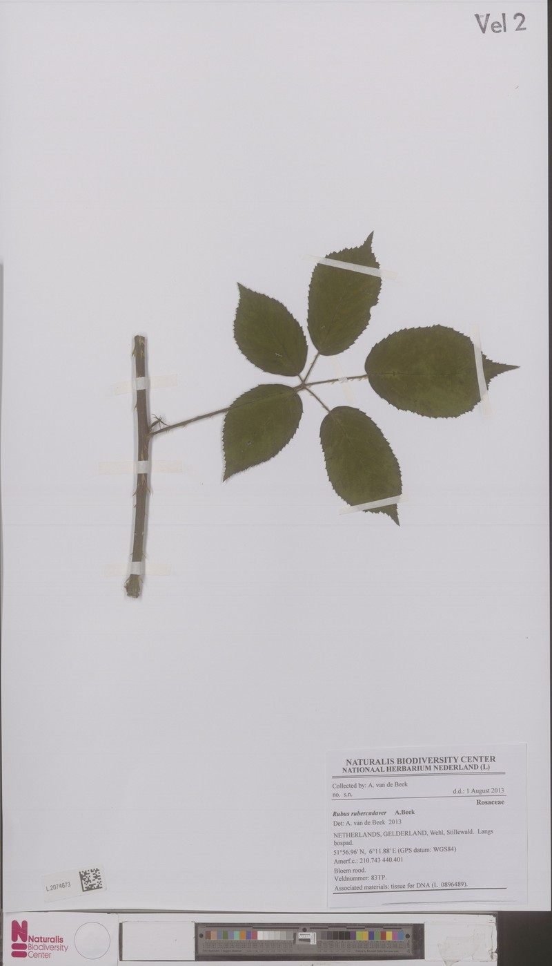 Rubus gravetii photo 6