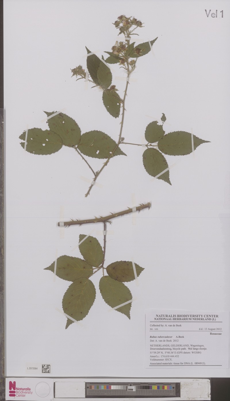Rubus gravetii photo 7