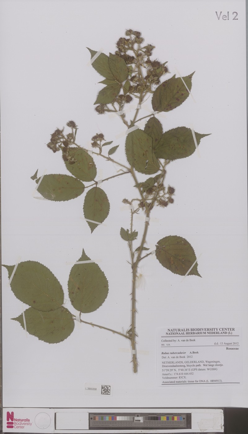 Rubus gravetii photo 8