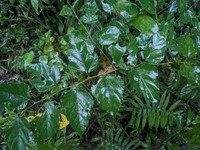 Rubus grayanus