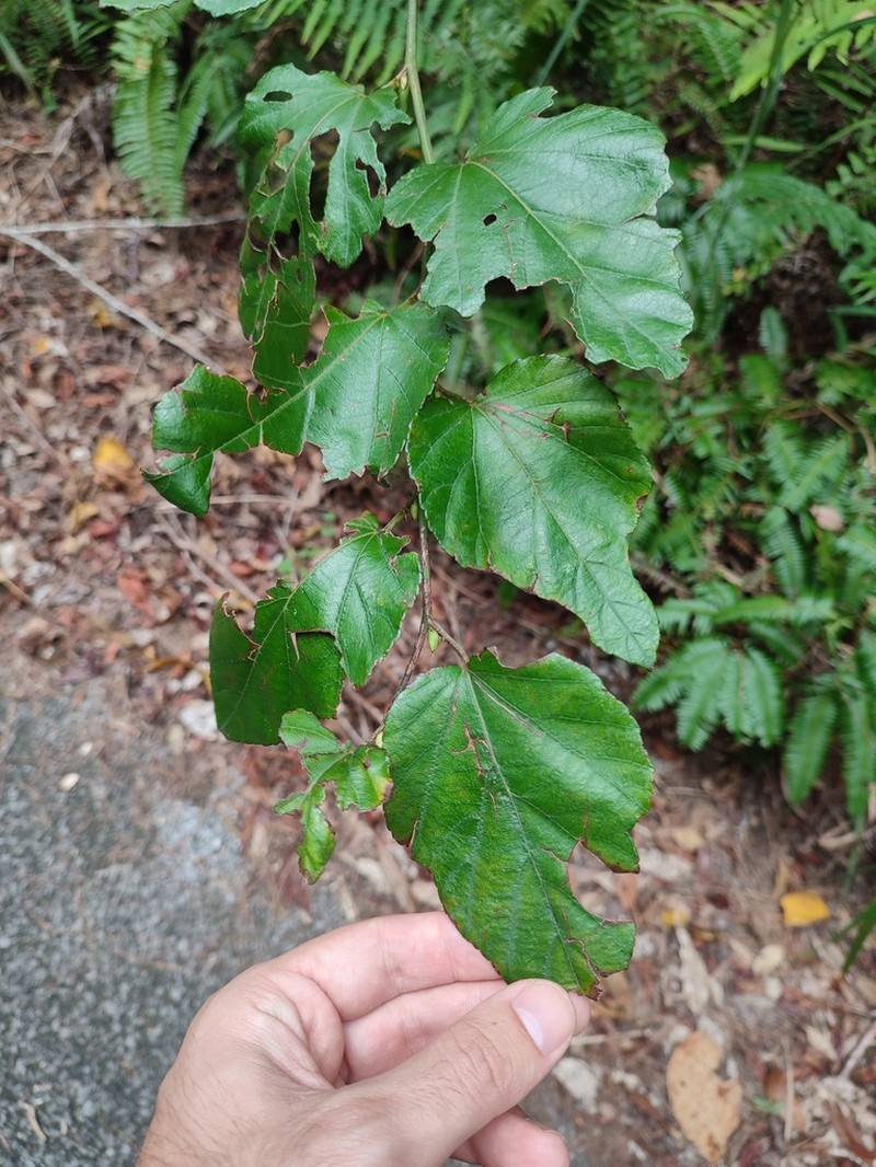 Rubus grayanus photo 2