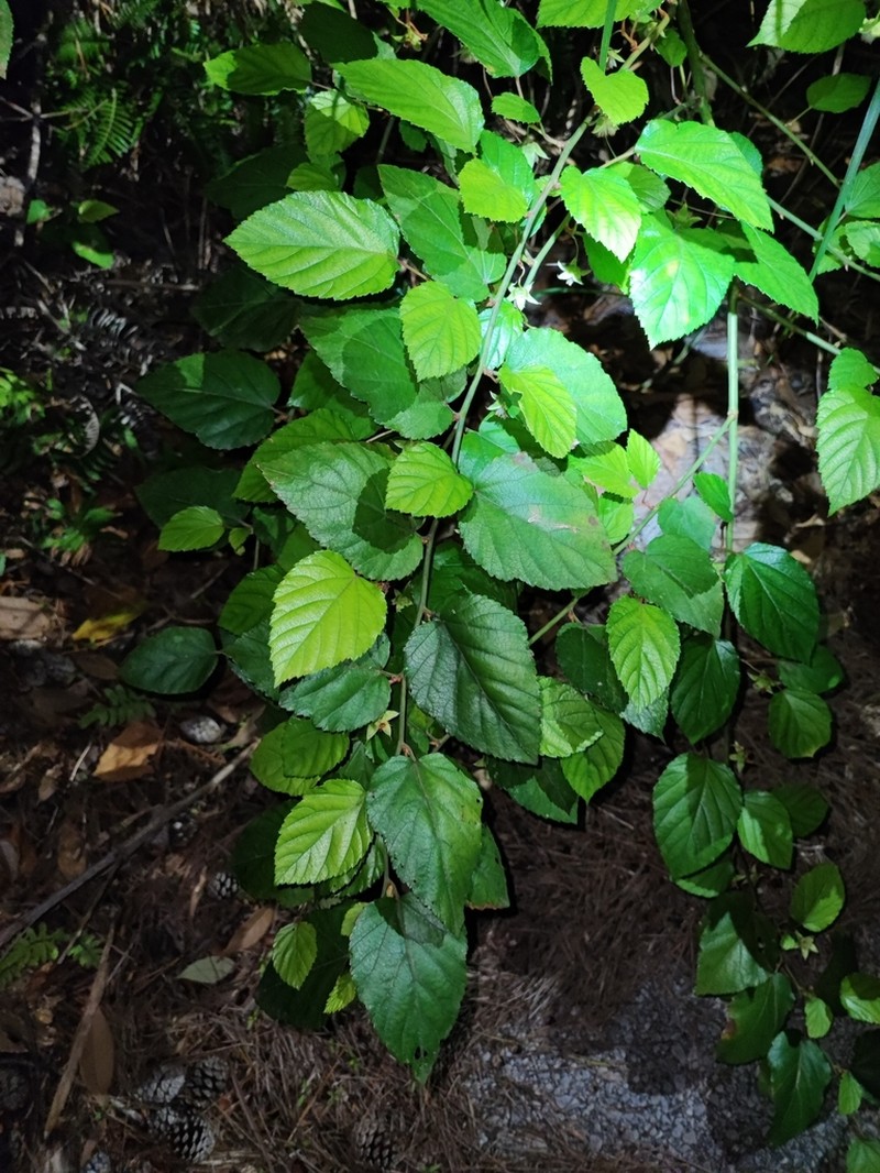Rubus grayanus photo 3