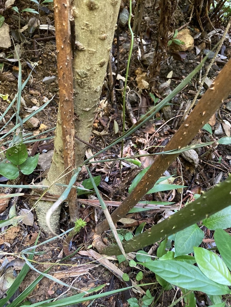 Rubus grayanus photo 4