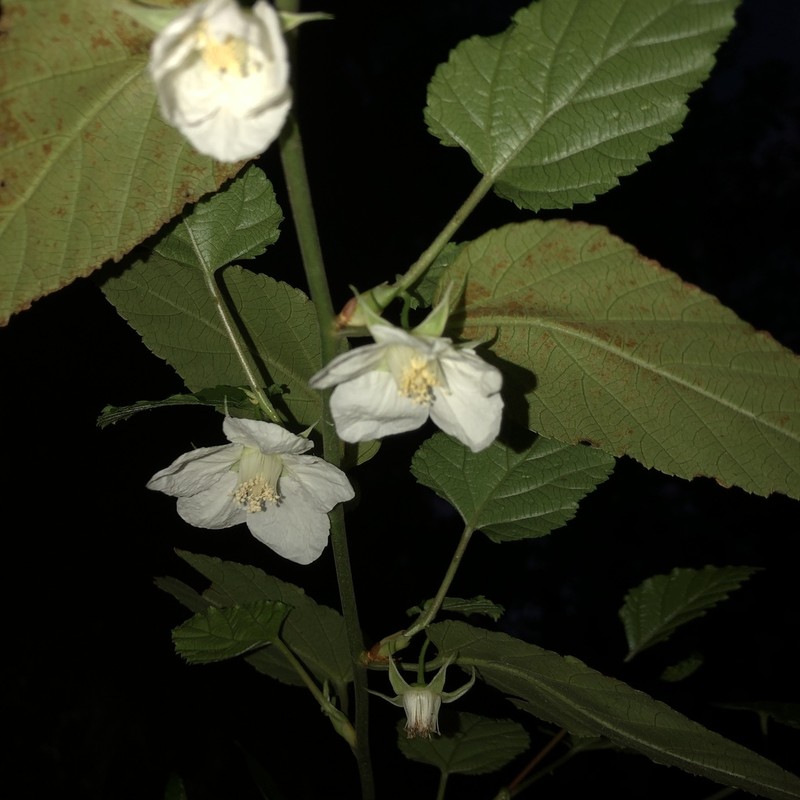 Rubus grayanus photo 5