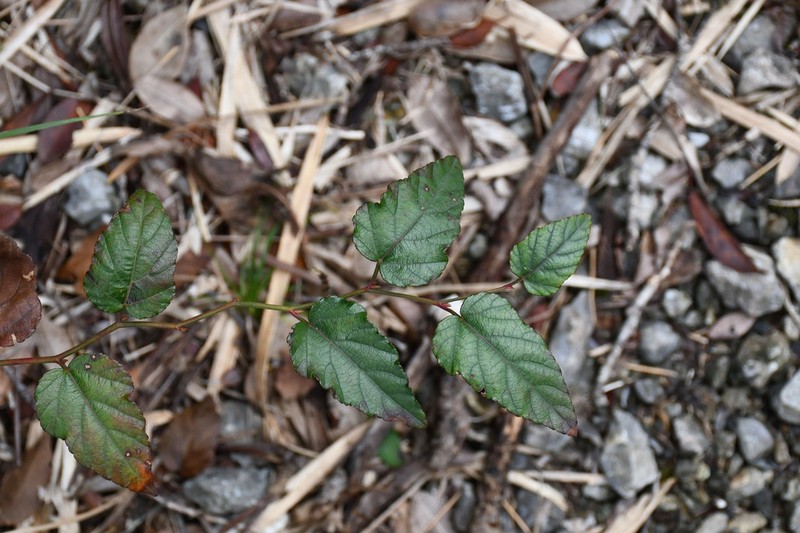 Rubus grayanus photo 6