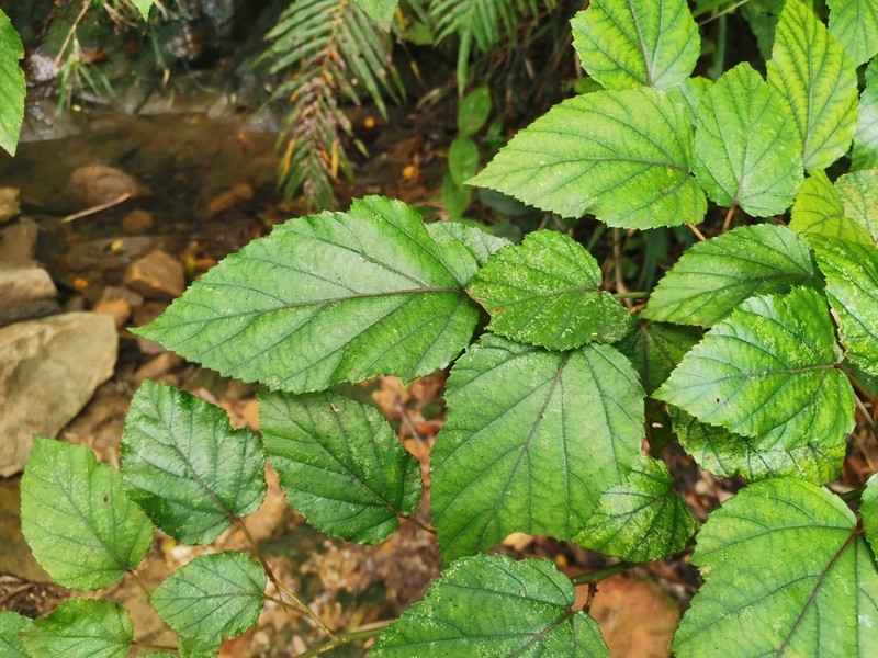 Rubus grayanus photo 7