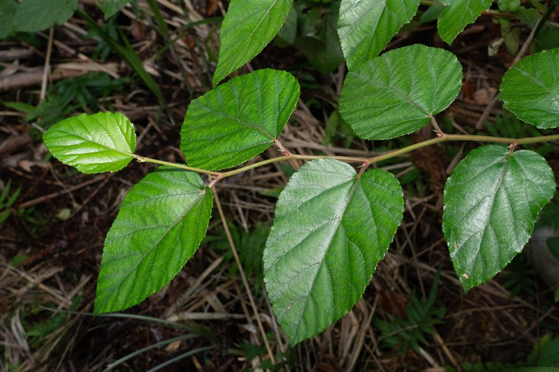 Rubus grayanus photo 8