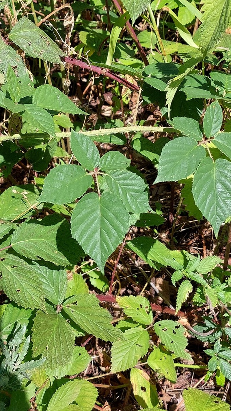 Rubus gregarius photo 2
