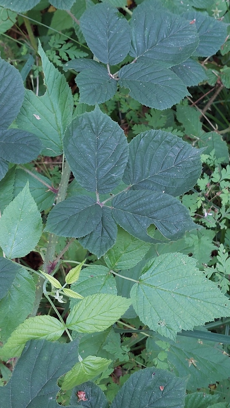 Rubus gregarius photo 3