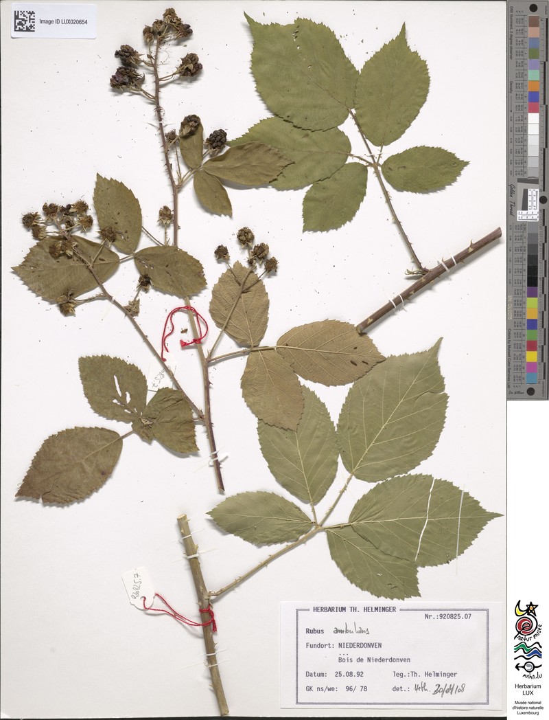 Rubus gremlii