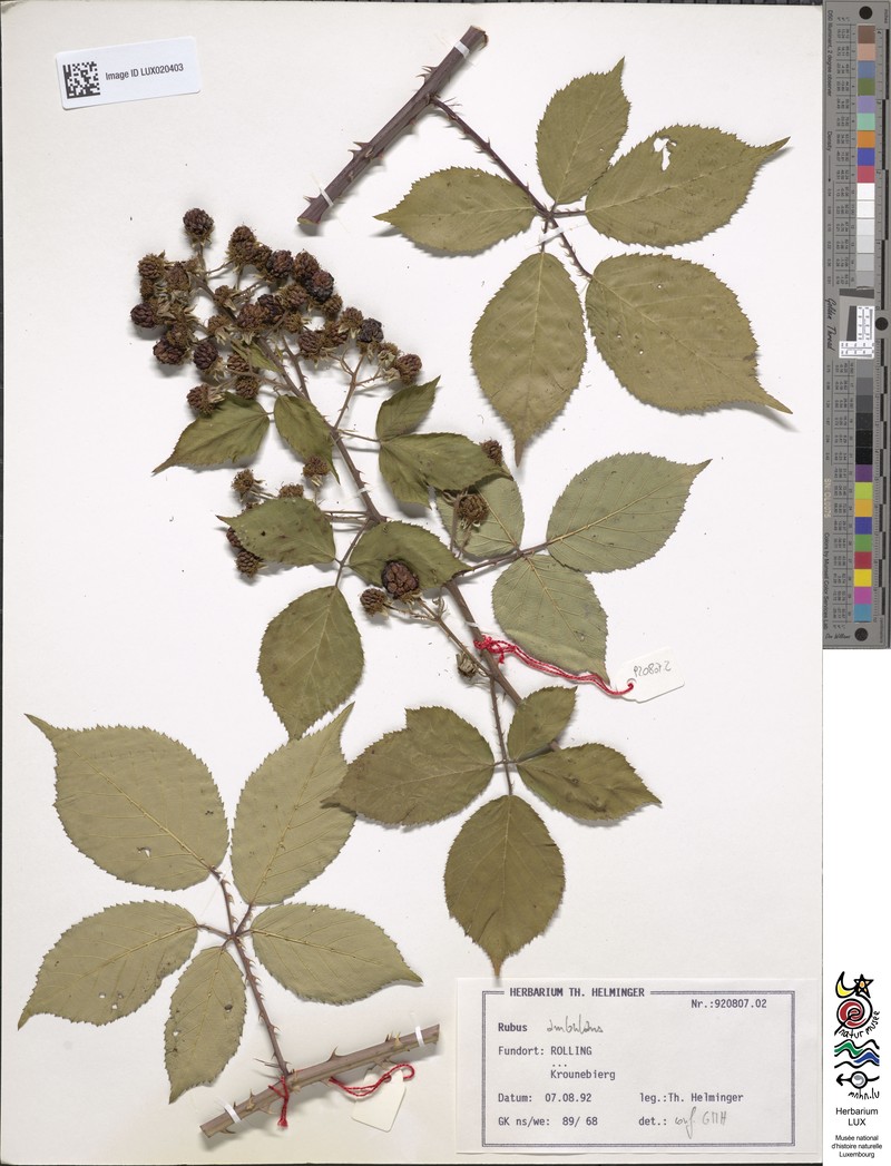 Rubus gremlii photo 2