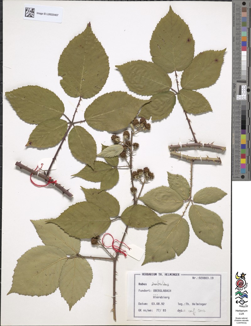 Rubus gremlii photo 3