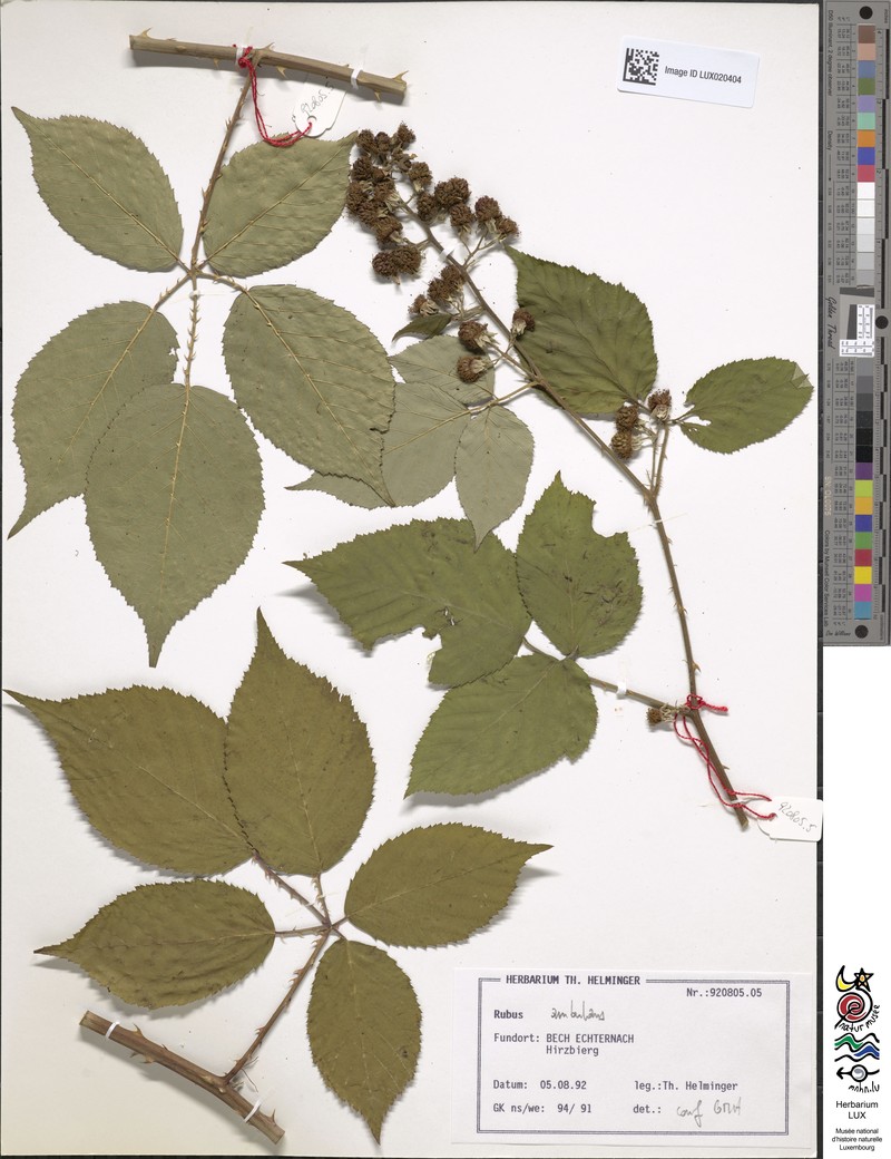 Rubus gremlii photo 4