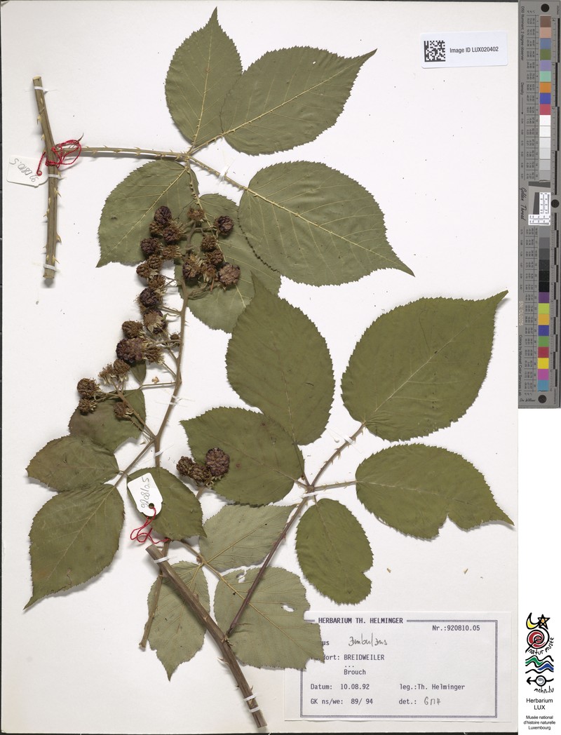 Rubus gremlii photo 5
