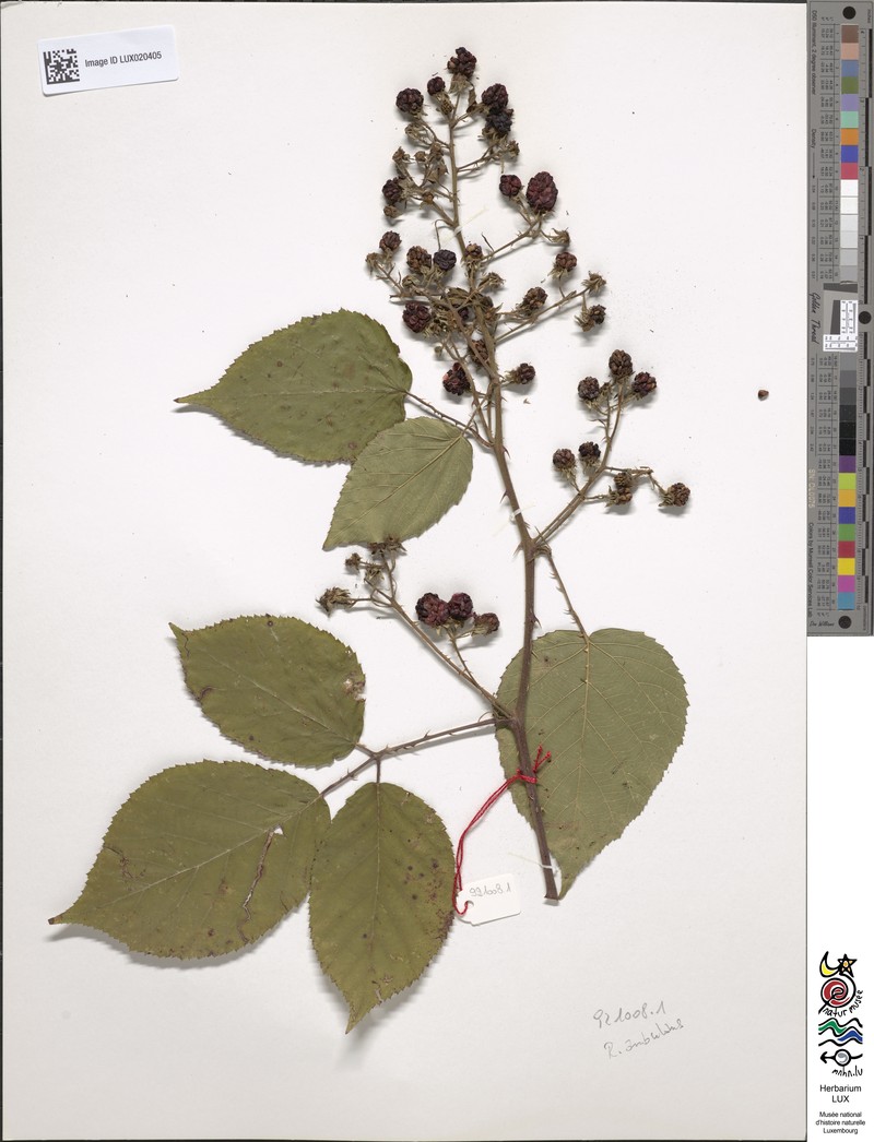Rubus gremlii photo 6