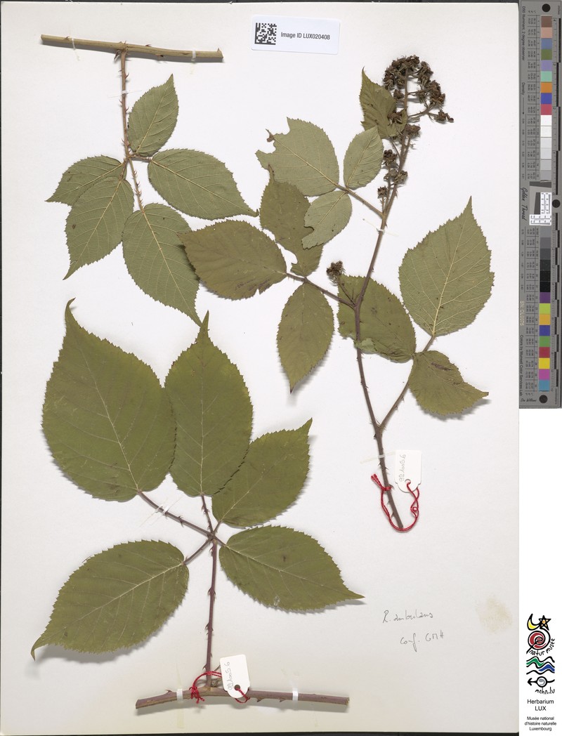 Rubus gremlii photo 7