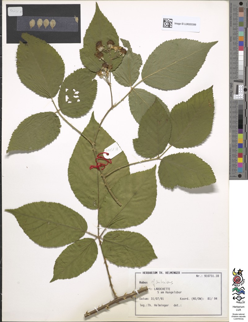 Rubus gremlii photo 8