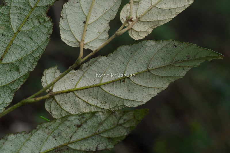 Rubus gressittii