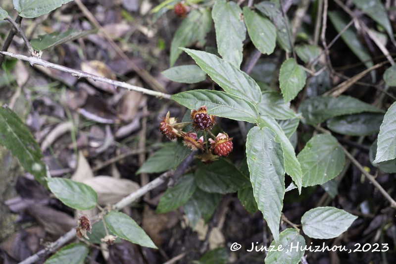 Rubus gressittii photo 2