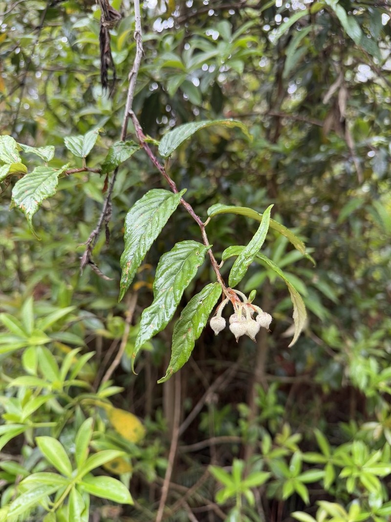 Rubus gressittii photo 3