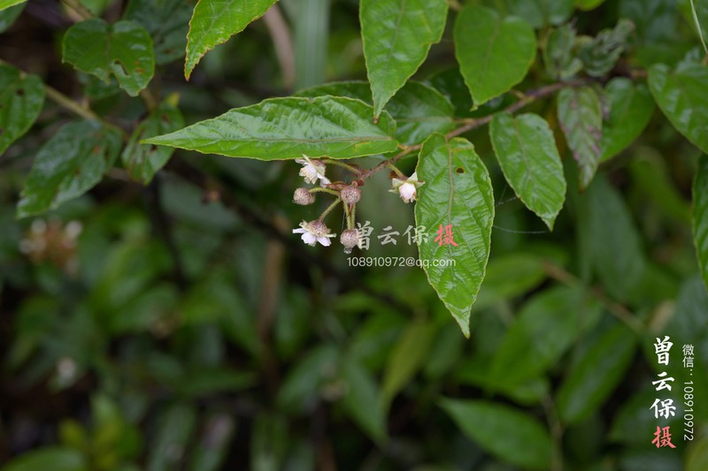 Rubus gressittii photo 4
