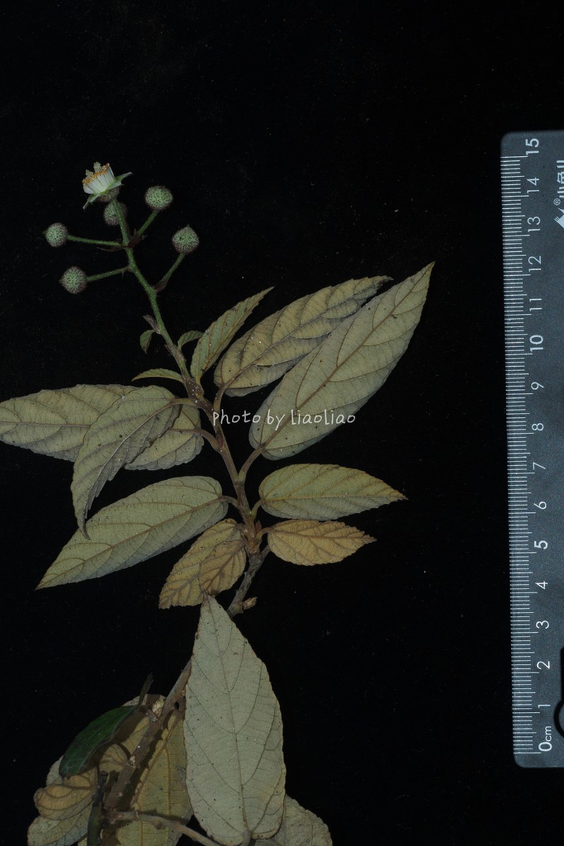 Rubus gressittii photo 5